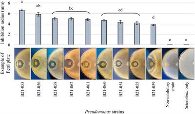 Identification and genomic characterization of Pseudomonas spp. displaying biocontrol activity against Sclerotinia sclerotiorum in lettuce